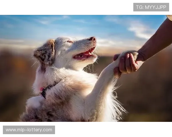 掌握狗狗基础口令训练技巧轻松培养听话乖巧宠物